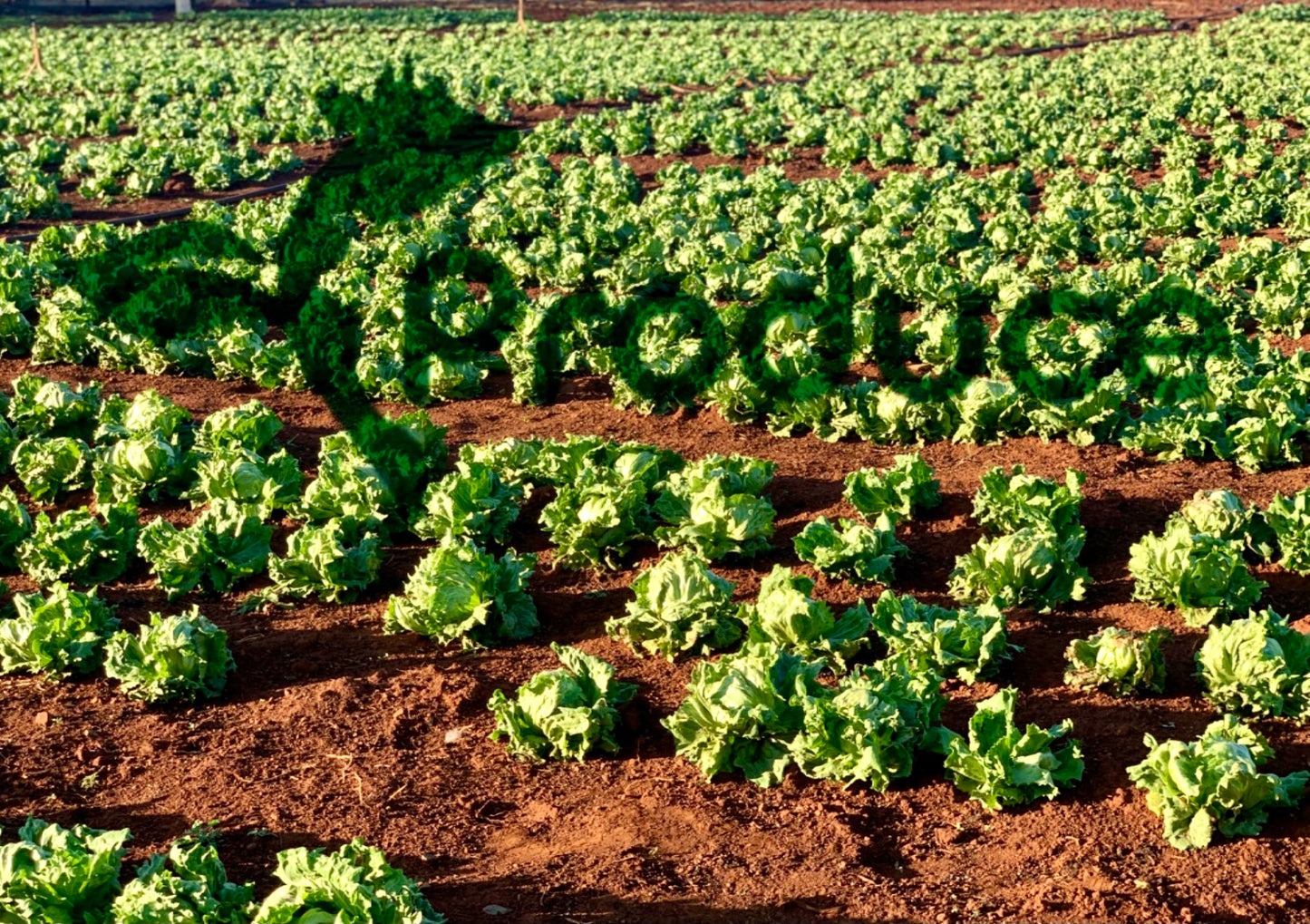 Iceberg Lettuce - fresh head
