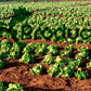 Iceberg Lettuce - fresh head