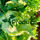 Iceberg Lettuce - fresh head