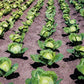 Cabbage head packaged