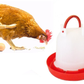 Chicken drinker