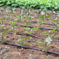Agricultural Drip Flat irrigation tape