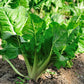 Fordhook Giant Swiss Chard Spinach Seeds